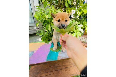 成約済の千葉県の豆柴-356576の8枚目