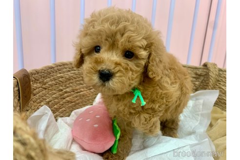 成約済の滋賀県のトイプードル-350826の1枚目