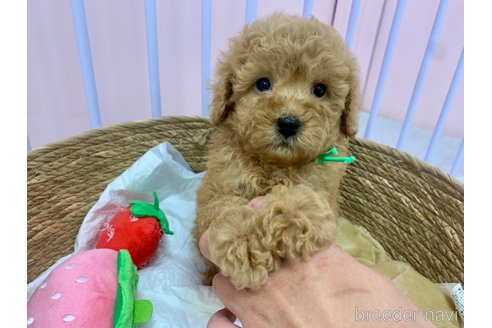 成約済の滋賀県のトイプードル-350826の4枚目