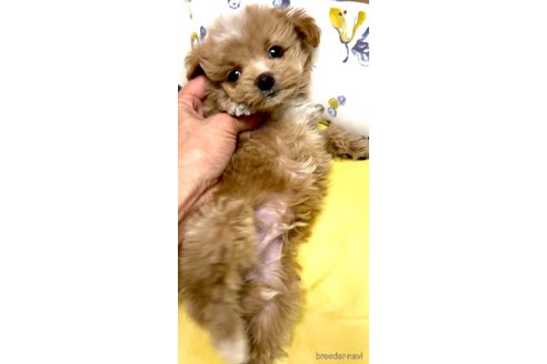 成約済の奈良県のマルプー:マルチーズ×トイプードル-356620の19枚目