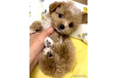 成約済の奈良県のマルプー:マルチーズ×トイプードル-356620の7枚目