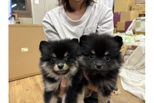 成約済の千葉県のポメラニアン-348882の2枚目