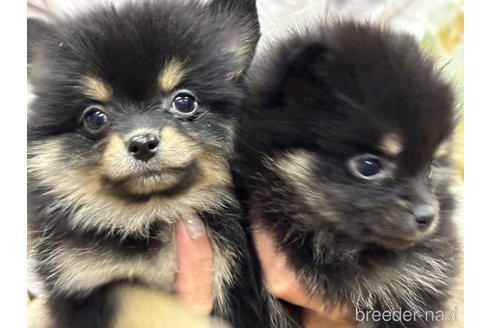 成約済の千葉県のポメラニアン-348882の3枚目