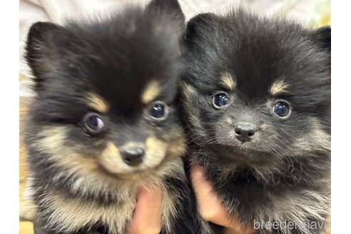 成約済の千葉県のポメラニアン-348883の4枚目