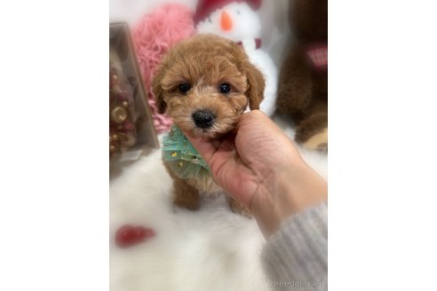 成約済の香川県のビションプー:ビションフリーゼ×トイプードル-352810の3枚目