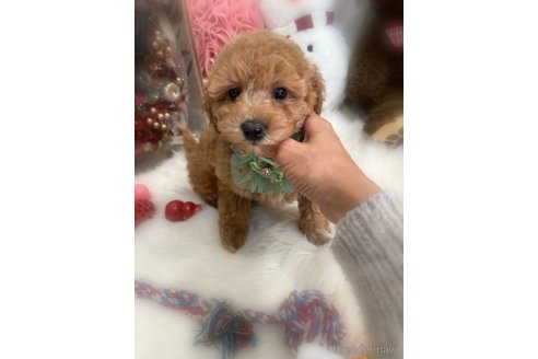 成約済の香川県のビションプー:ビションフリーゼ×トイプードル-352810の1枚目