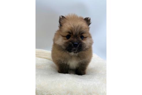 成約済の愛知県のポメラニアン-353952の1枚目