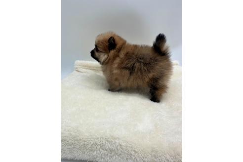 成約済の愛知県のポメラニアン-353952の6枚目