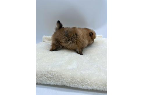 成約済の愛知県のポメラニアン-353952の5枚目