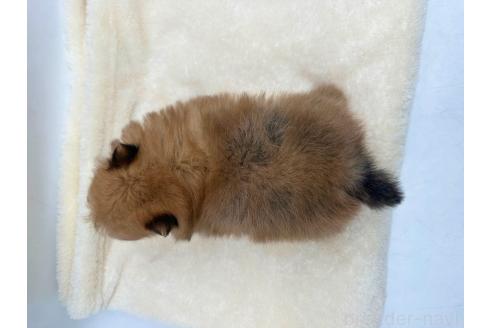 成約済の愛知県のポメラニアン-353952の4枚目