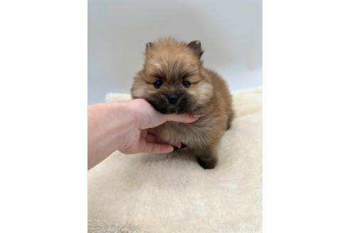 成約済の愛知県のポメラニアン-353952の2枚目
