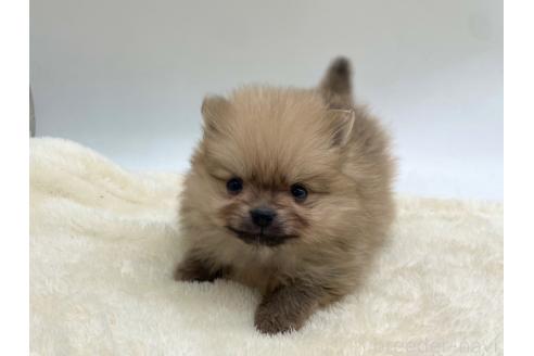 成約済の愛知県のポメラニアン-354007の1枚目