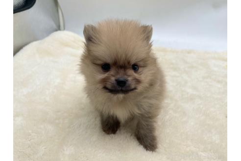 成約済の愛知県のポメラニアン-354007の6枚目