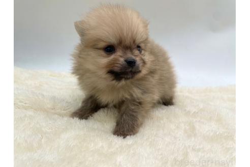 成約済の愛知県のポメラニアン-354007の5枚目