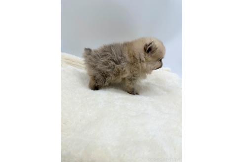 成約済の愛知県のポメラニアン-354007の3枚目