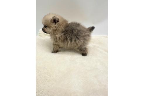 成約済の愛知県のポメラニアン-354007の2枚目