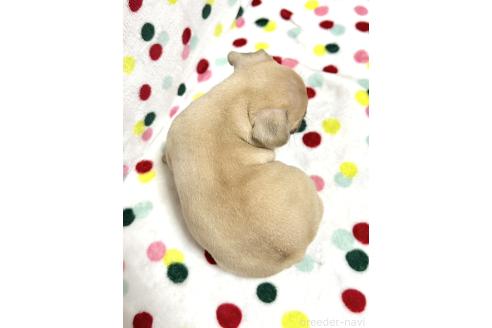 成約済の香川県のフレンチブルドッグ-356719の2枚目