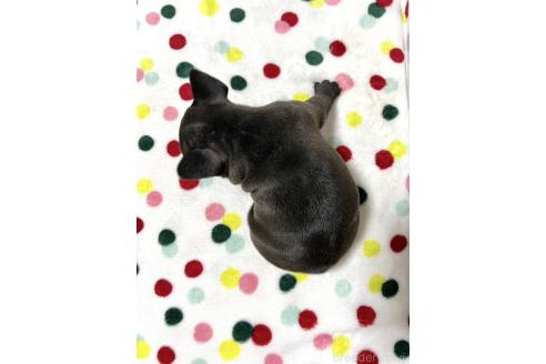 成約済の香川県のフレンチブルドッグ-356722の2枚目