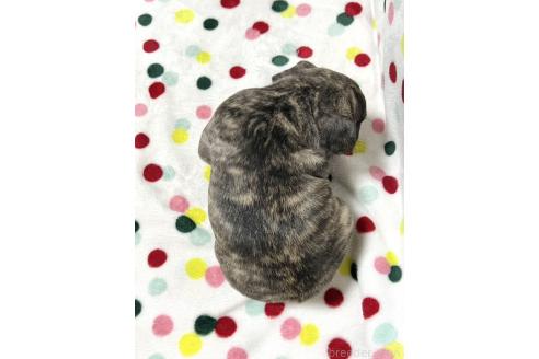 成約済の香川県のフレンチブルドッグ-356726の2枚目
