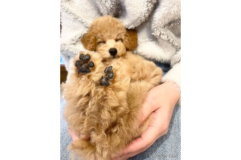 成約済の愛知県のトイプードル-350273の3枚目