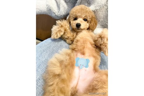 成約済の愛知県のトイプードル-350273の5枚目