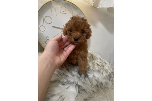 成約済の滋賀県のトイプードル-356199の1枚目