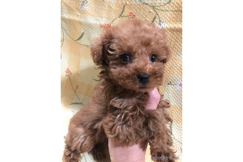 成約済の兵庫県のトイプードル-355669の8枚目