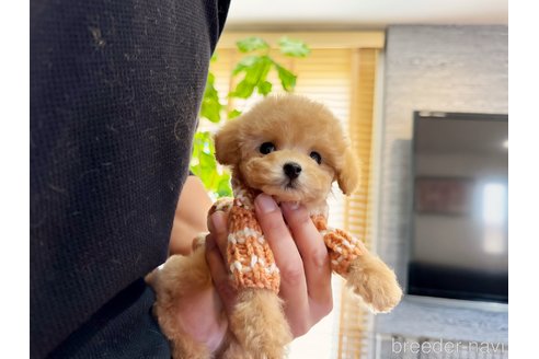 成約済の茨城県のビションプー:ビションフリーゼ×トイプードル-356036の4枚目