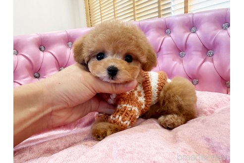 成約済の茨城県のビションプー:ビションフリーゼ×トイプードル-356036の2枚目