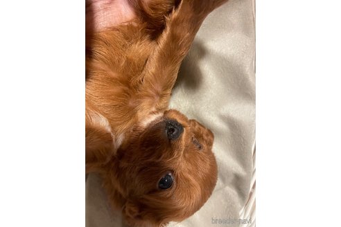 成約済の神奈川県のキャバプー:キャバリア×トイプードル-356735の17枚目