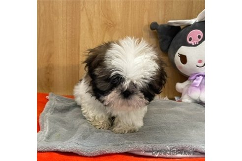 成約済の愛知県のシーズー-356748の4枚目