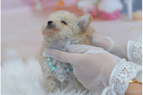 成約済の埼玉県のチワプー:チワワ×トイプードル-352133の14枚目