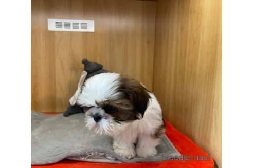 成約済の愛知県のシーズー-356751の4枚目