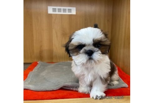 成約済の愛知県のシーズー-356751の6枚目