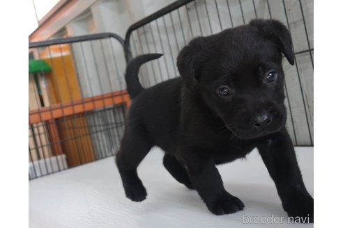 成約済の長崎県のラブラドールレトリーバー-356771の7枚目