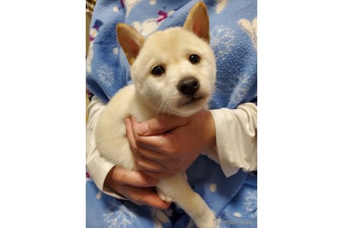 成約済の千葉県の柴犬-356788の11枚目
