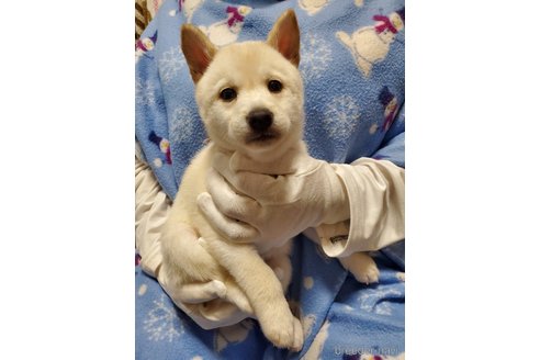成約済の千葉県の柴犬-356788の10枚目