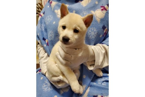 成約済の千葉県の柴犬-356788の9枚目