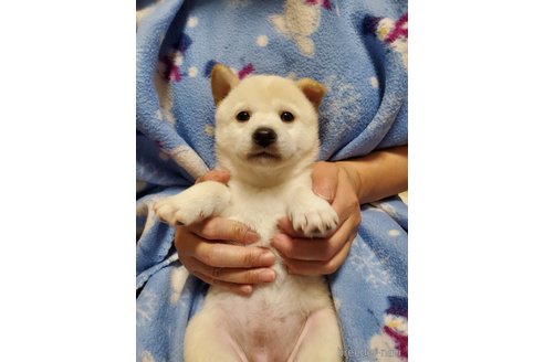 成約済の千葉県の柴犬-356788の8枚目