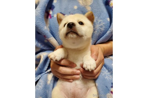 成約済の千葉県の柴犬-356788の7枚目