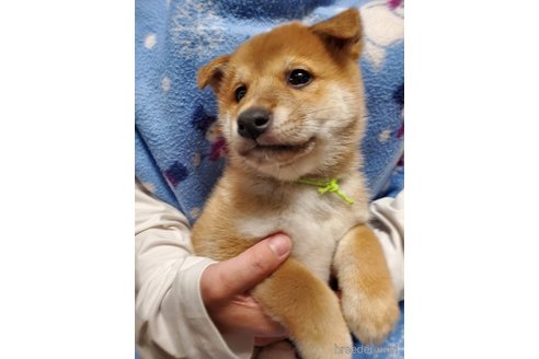 販売中の千葉県の柴犬-356791の26枚目