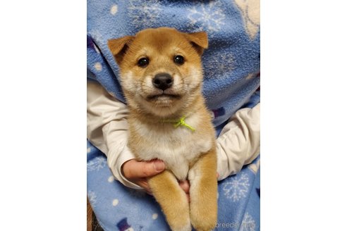 販売中の千葉県の柴犬-356791の25枚目