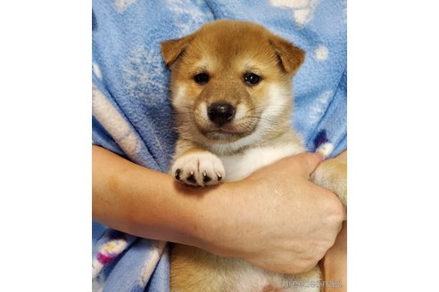 販売中の千葉県の柴犬-356791の24枚目