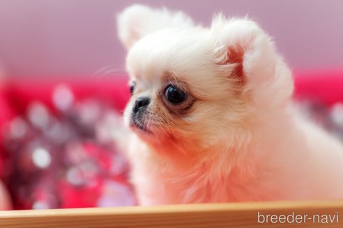 成約済の千葉県のミックス犬-346546の3枚目