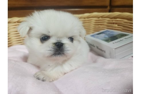 成約済の鹿児島県のペキニーズ-356798の3枚目