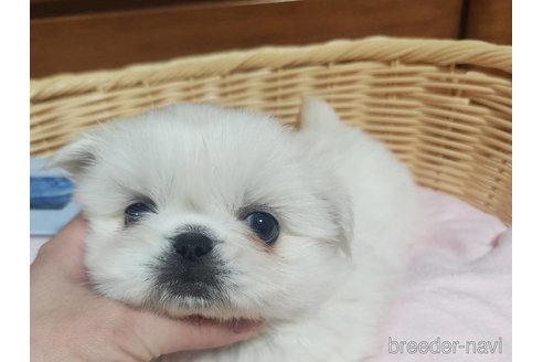 成約済の鹿児島県のペキニーズ-356797の2枚目
