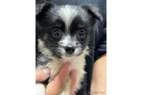 成約済の福岡県のミックス犬-356803の5枚目
