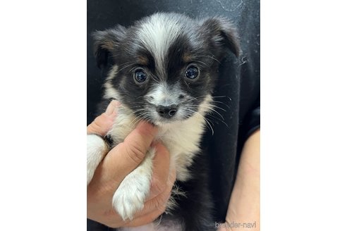 成約済の福岡県のミックス犬-356803の4枚目
