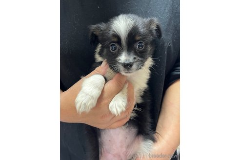 成約済の福岡県のミックス犬-356803の3枚目