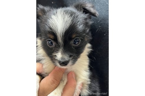 成約済の福岡県のミックス犬-356803